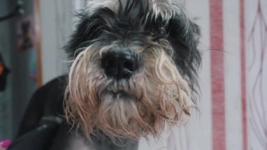 Bir kuaför minyatür bir schnauzer makaslar..