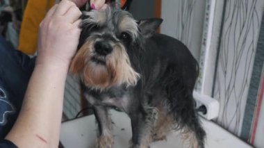 Bir kuaför saçını kestirirken bir köpeği tarar.