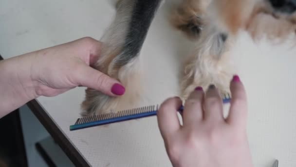 Un peluquero peina a un perro durante un corte de pelo — Vídeos de Stock