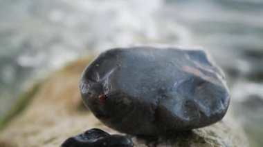 Islak çakıl taşını küçük kırmızı böcekle kapat. Yavaş Hareket Yağmur Damlaları Hafif Sıçramalar, Yumuşak Bokeh Arkaplanı Oluştur,