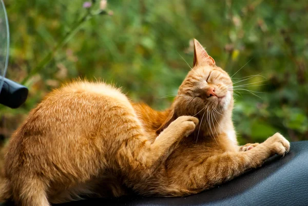 bir kırmızı kedi sakin ol