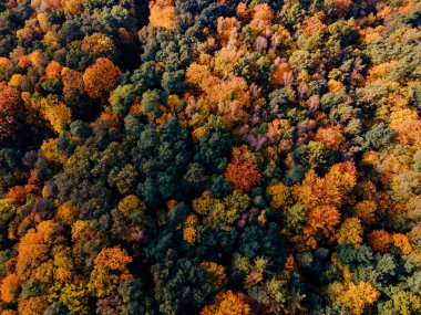 İHA 'dan hava manzaralı renkli sonbahar ormanı