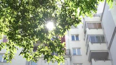 Yeşil ağaç yaprakları arasından parlayan güneş ışığı, balkonların ve pencerelerin bulunduğu bir apartmanın bulanık arka planına sahip, sıcak ve doğal bir şehir atmosferi yaratıyor.