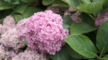 Çiçek açmış pembe bir ortanca çiçeğinin, yemyeşil yapraklarla çevrili yakın çekimi. Narin taç yaprakları yoğun, yuvarlak bir küme oluşturarak canlı ve huzurlu bir bahçe ortamında doğanın güzelliğini gözler önüne seriyor.