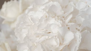 Aşırı derecede yakın plan beyaz ortanca yaprakları yumuşak ve romantik bir çiçek dokusu oluşturuyor.