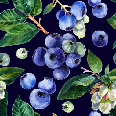 Yaban mersini ile desen. Siyah bir arka plan üzerine suluboya