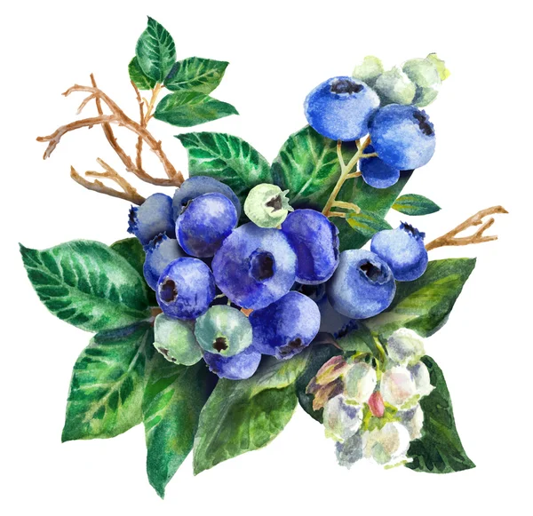 Komposition mit Blaubeeren. Aquarell auf weißem Hintergrund — Stockfoto