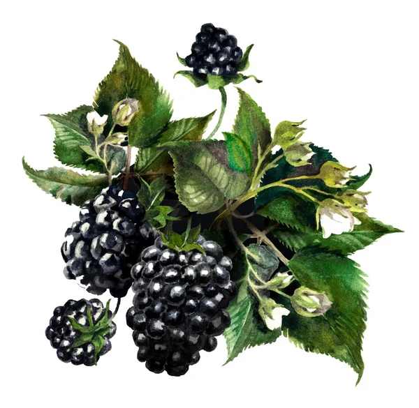 Watercolor composition with blackberries isolated on white background — Stock Photo, Image