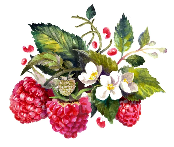 Watercolor drawing raspberries, artistic painting berries, hand drawn illustration — Stock Photo, Image