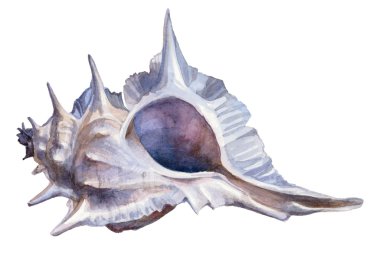 Beyaz zemin üzerine suluboya mavi deniz kabuğu