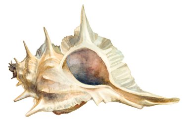 Beyaz zemin üzerine suluboya kum rengi seashell. El boyama