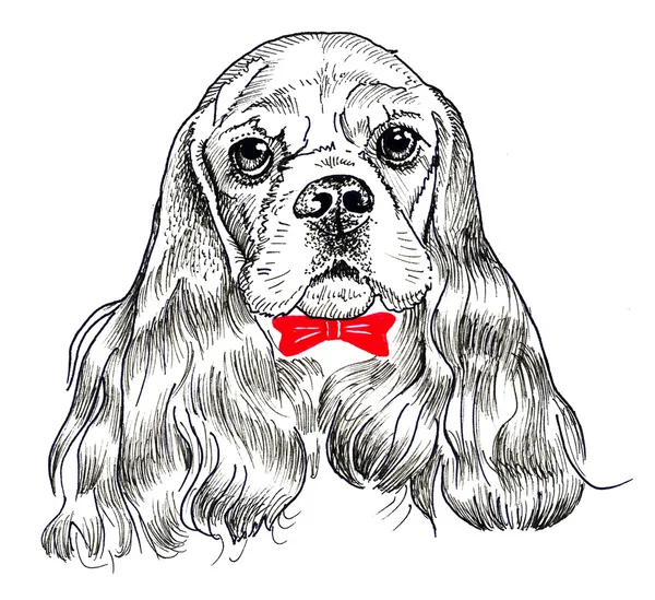 Cocker Spaniel köpek portre. Baskı ve desen. El çizimi — Stok fotoğraf