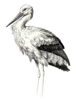 Bir leylek beyaz arka plan üzerinde izole profil portresi. Ayrıntılı kalem kroki