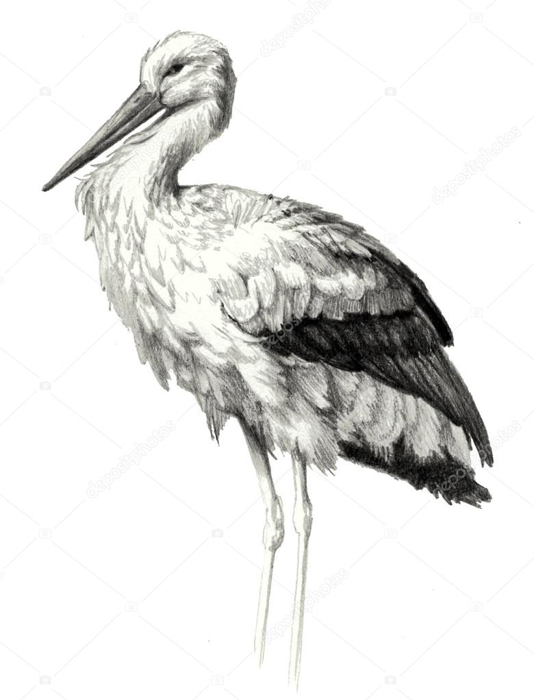 How to Draw a Stork VIDEO & Step-by-Step Pictures