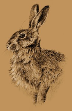 Kahverengi üzerine izole kalem kroki - tavşan profili,