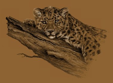 Kalem kroki - ağaç izole kahverengi üzerine yatan leopar