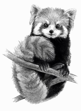 Red Panda beyaz arka plan üzerinde izole. Kalem Çizim, tek renkli görüntü