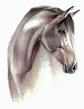 At. Renkli görüntü. Karakalem