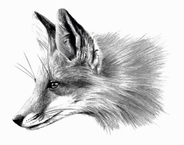 Beyaz arka plan üzerinde izole Fox. Karakalem