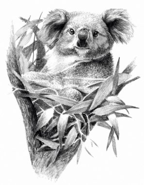 Koala ayı izole üzerinde beyaz arka plan. Kalem Çizim, tek renkli görüntü