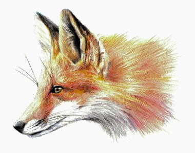 Beyaz arka plan üzerinde izole Fox. Renk eskiz