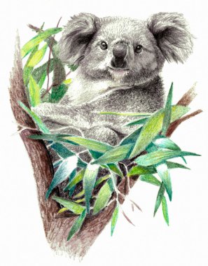 Koala ayı izole üzerinde beyaz arka plan. Karakalem