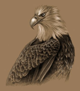 Kartal el çizimi. Karakalem