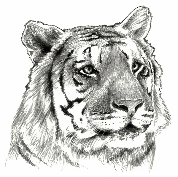 La cabeza de tigre. Ilustración de dibujo a lápiz . —  Fotos de Stock