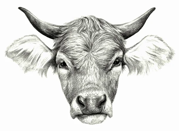 Tête de vache isolée sur fond blanc. Dessin au crayon — Photo