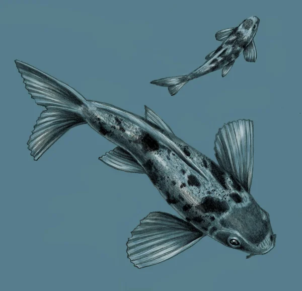 日本锦鲤鱼隔离在蓝色背景上。铅笔素描、 速写 — 图库照片