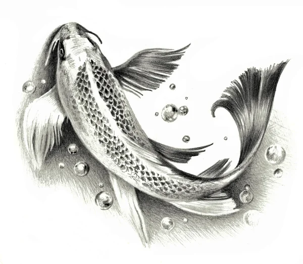 Schizzo - Pesce koi giapponese isolato su sfondo bianco. Disegno a matita — Foto Stock