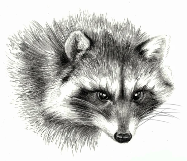 Dibujo a lápiz - Retrato de mapache, aislado en blanco —  Fotos de Stock