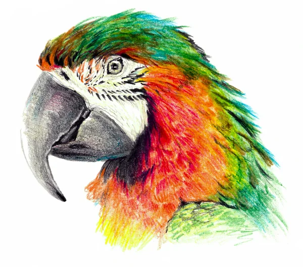 Papagaio verde-alaranjado isolado sobre fundo branco. Desenho a cores — Fotografia de Stock