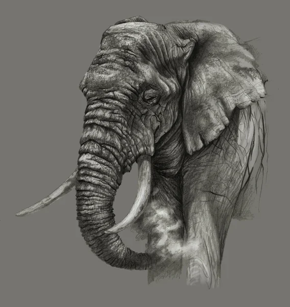 Elefante africano isolato su sfondo grigio. Disegno a matita — Foto Stock