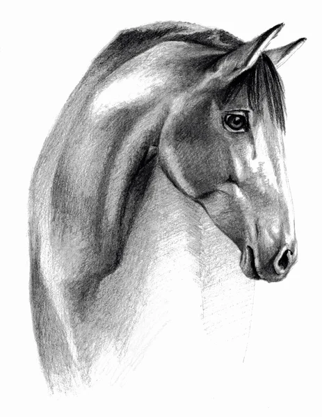 Cavallo profail isolato su sfondo bianco. Disegno a matita, immagine monocromatica — Foto Stock