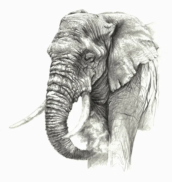 Elefante africano isolado sobre fundo branco. Desenho a lápis — Fotografia de Stock