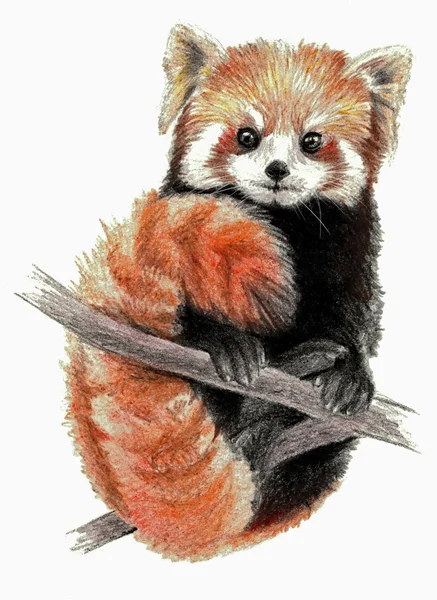 Renk eskiz - Red Panda ağaç. Beyaz arka plan üzerinde. Detaylı karakalem