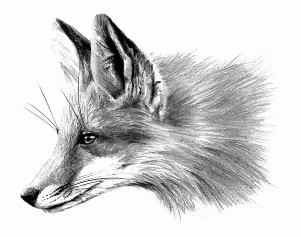 Fox isolerad på vit bakgrund. Blyertsteckning — Stockfoto