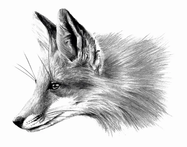 Renard isolé sur fond blanc. Dessin au crayon — Photo