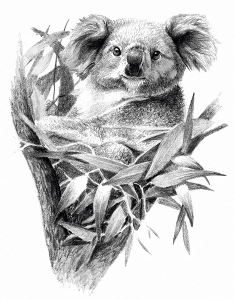 Koala bear geïsoleerd op witte achtergrond. Potlood tekening, zwart-wit beeld — Stockfoto