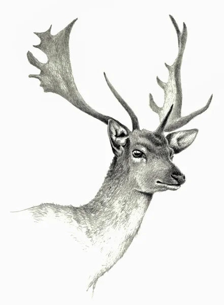 Deer hand drawing.  Pencil image — Stock Photo, Image