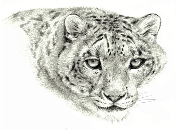 Dibujo a lápiz - Leopardo de nieve aislado sobre fondo blanco —  Fotos de Stock