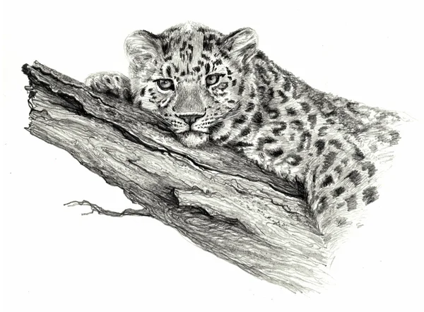 Dibujo a lápiz - Leopardo acostado en el árbol, aislado en blanco —  Fotos de Stock