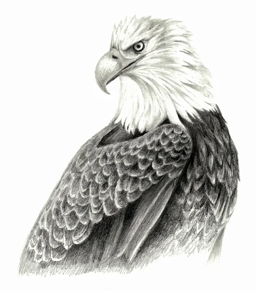 Aigle dessin à la main — Photo