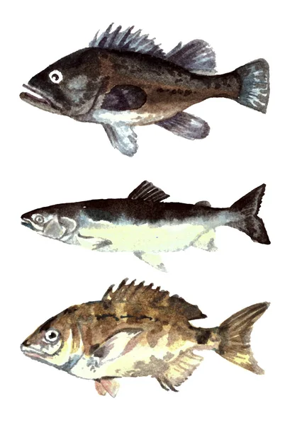Collection sea fishes. Watercolor painting — Stock Photo, Image