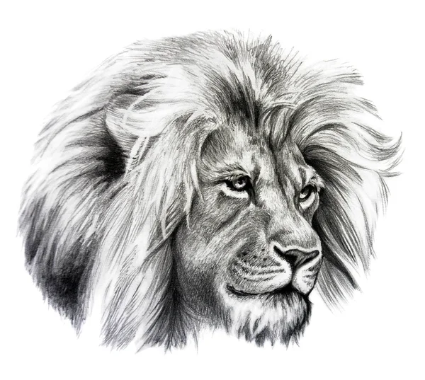 Pencil drawing of Lion head Stock Photo