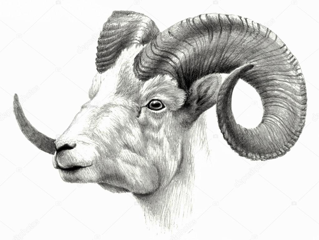 Goat pencil drawing | Goat`s head isolated on white ...