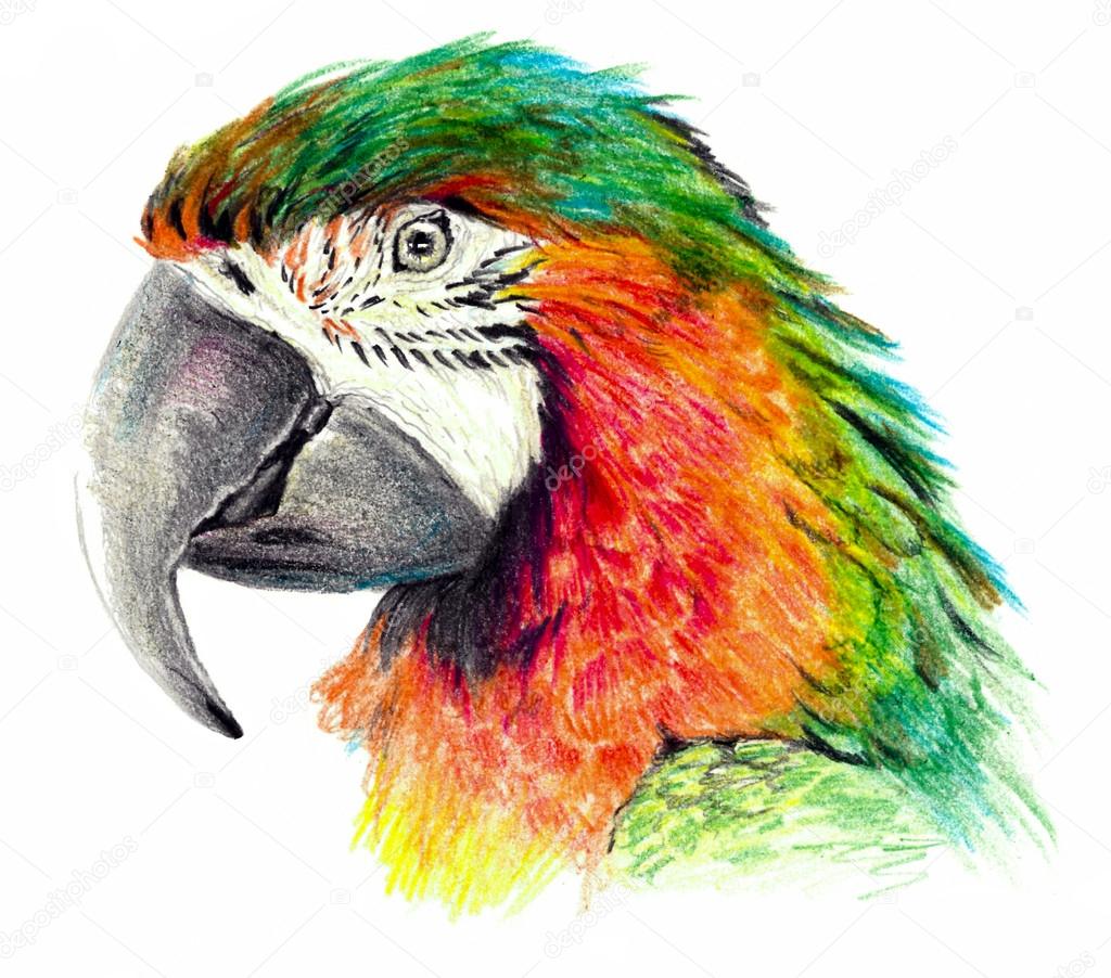 Green Parrot Posters and Art Prints for Sale | TeePublic