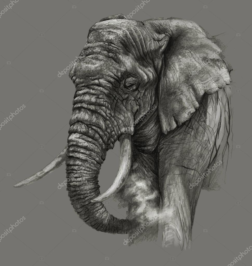 Aggregate more than 213 african elephant pencil sketch