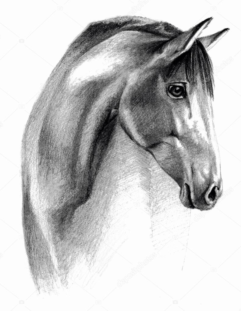 Lápiz de dibujo de caballos fotos de stock, imágenes de Lápiz de dibujo de  caballos sin royalties | Depositphotos